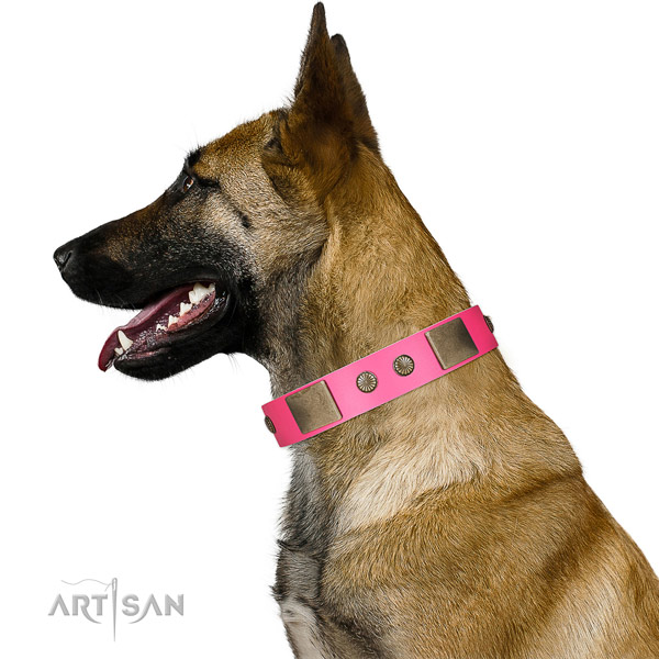 Soft leather Belgian Malinois collar for daily use