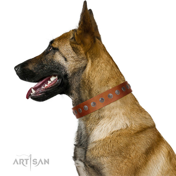 Walking top-notch quality walking leather Belgian Malinois collar