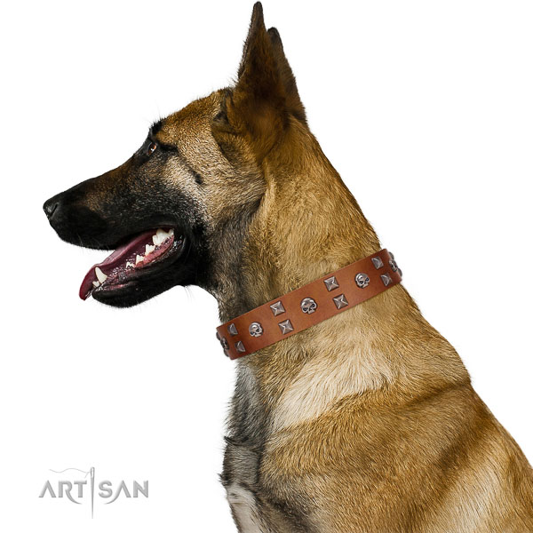 Extraordinary walking tan leather Belgian Malinois collar with chic decorations