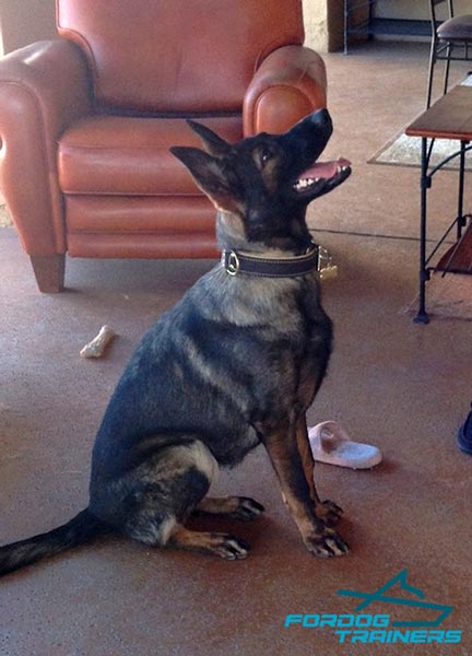 Belgian Malinois Leather Collar with Inside Nappa Leather Lining for Training