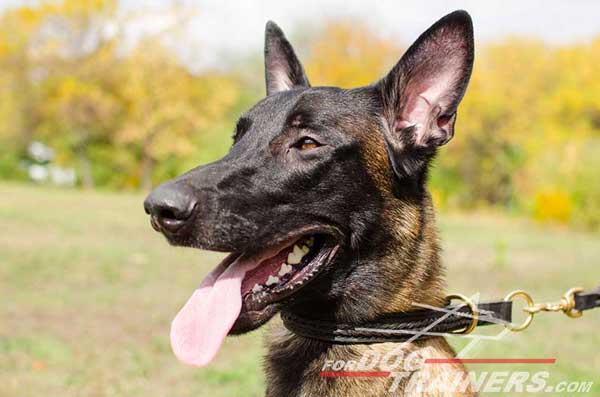 Leather Belgian Malinois Choke Collar with brass rings 