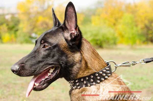 Leather Belgian Malinois Collar with spiked design 