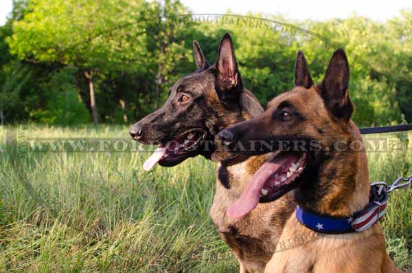Leather Belgian Malinois Collar with nickel plated fittings