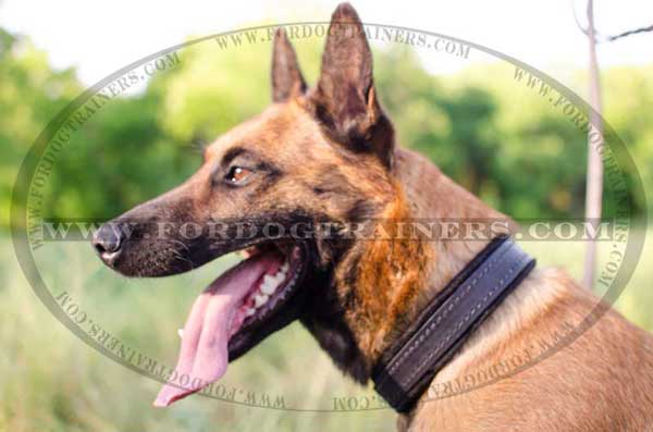 Belgian Malinois Super Comfortable Leather Collar