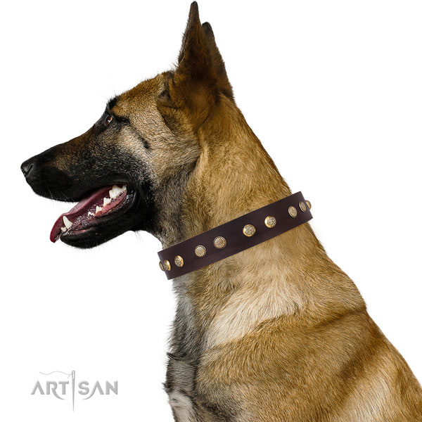 Belgian Malinois everyday use dog collar of significant quality natural leather