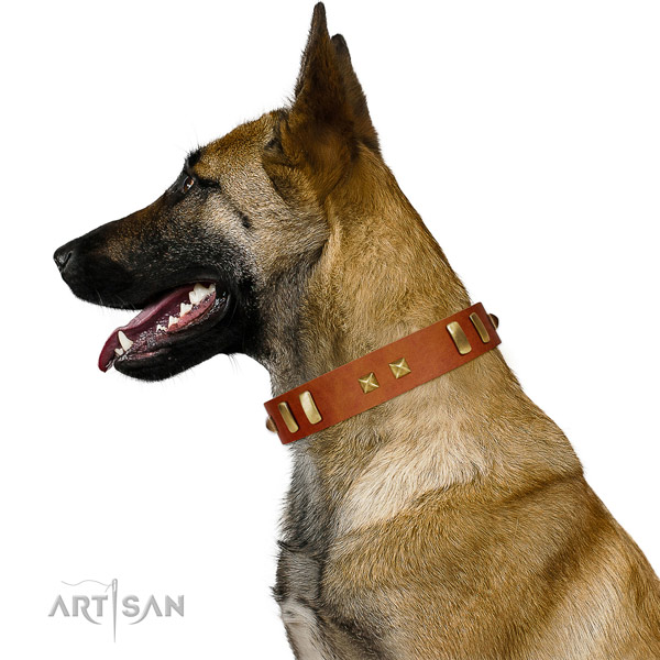 Supreme design Belgian Malinois collar for fashionable walking