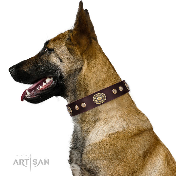 Belgian Malinois everyday use dog collar of stylish leather