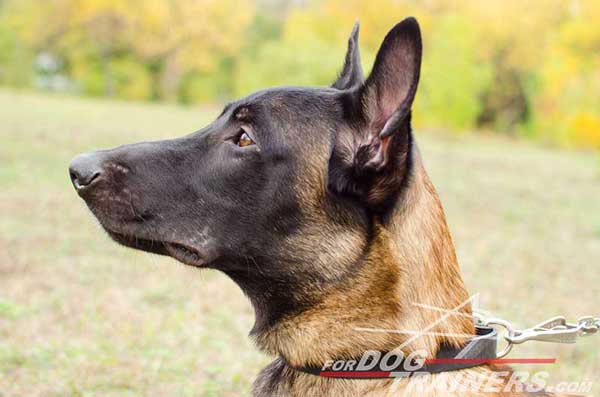 Leather Collar for Belgian Malinois Breed