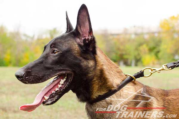 Round Leather Choke Collar for Malinois Obedience Training