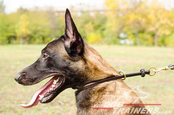 Walking and Training Round Leather Choke Collar for Malinois