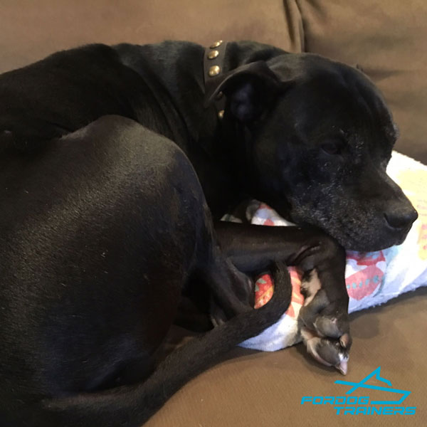 Bella Sleeps Peacefully in Genuine Leather Dog Collar
