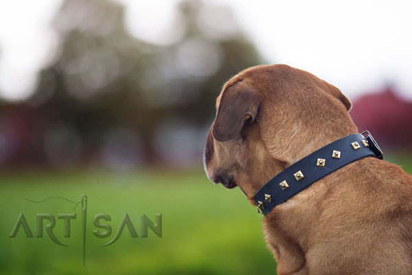 Black Leather Dog Collar for Tyson to Look Stylish