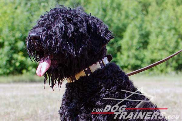 Leather Black Russian Terrier Collar with plates and studs