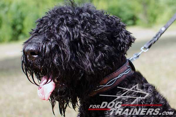 Barbed Wire Leather Black Russian Terrier Collar
