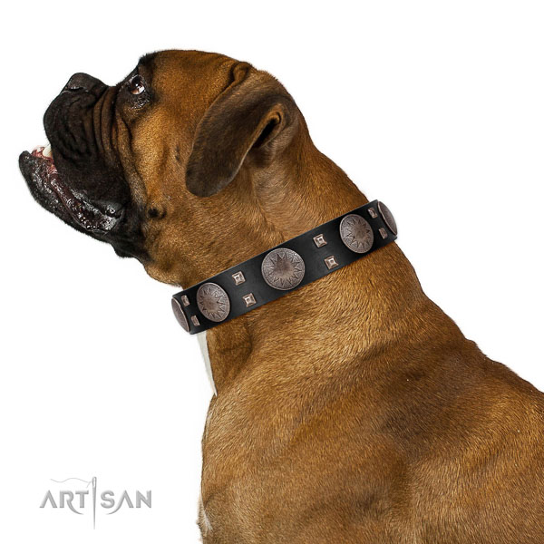 Extraordinary walking black leather Boxer collar with chic decorations