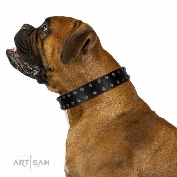 Extraordinary walking black leather Boxer collar with chic decorations