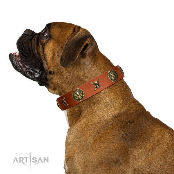 Beautiful leather Boxer collar for walks