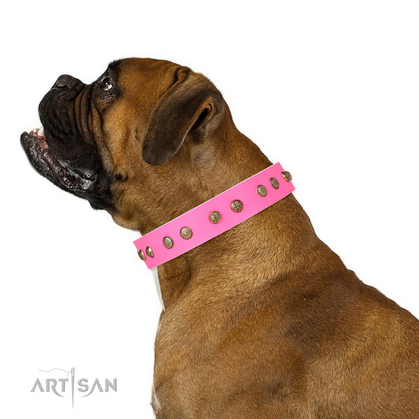 Boxer handy use dog collar of incredible quality natural leather