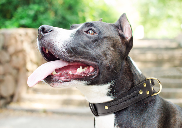 Walking Leather Dog Collar on Amstaff