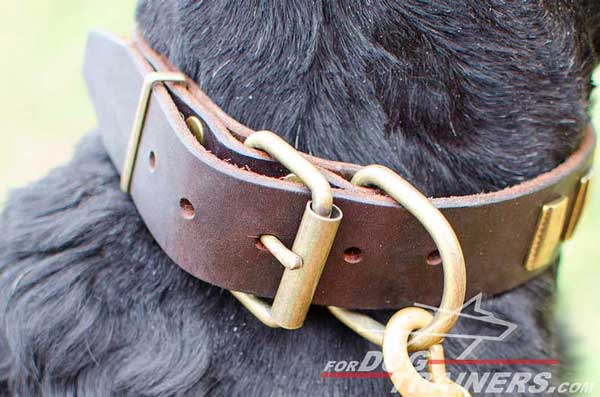 Brass Buckle on Leather Dog Collar  with Plates Decor