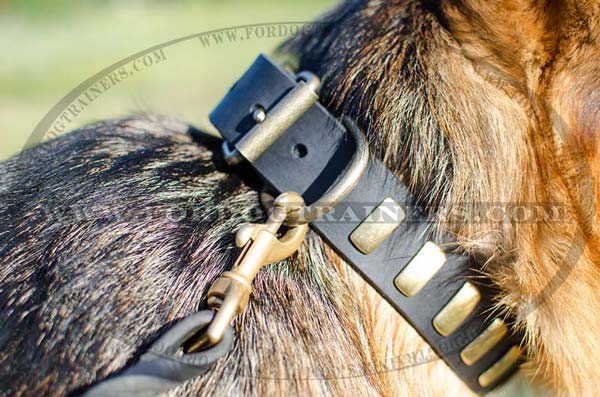 Brass D-Ring on Dog Collar Leather Brass Plates Decor