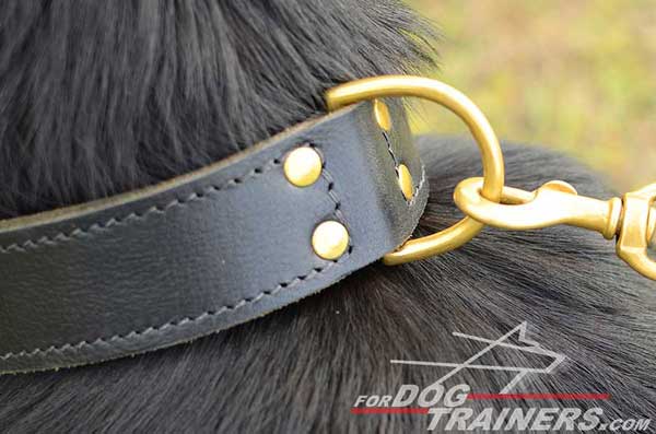 Brass D-Ring on Leather Training German Shepherd Collar 