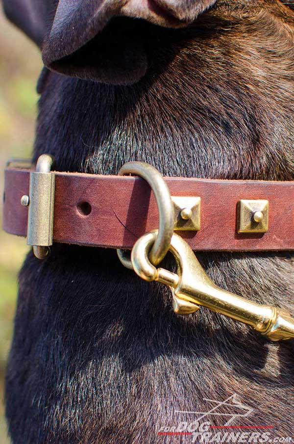 Strong Brass Hardware on Leather Pitbull Collar 