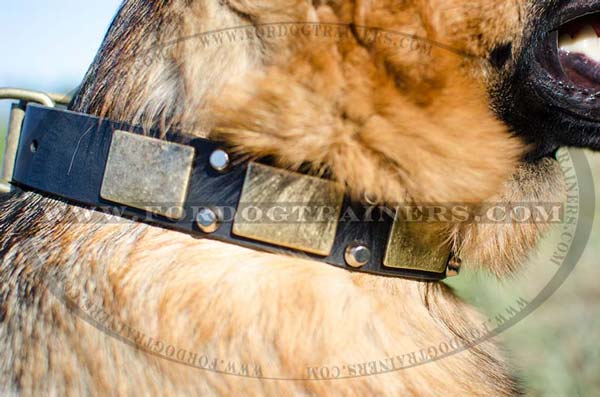 Brass Plates on Leather German Shepherd Collar Decorated Studs
