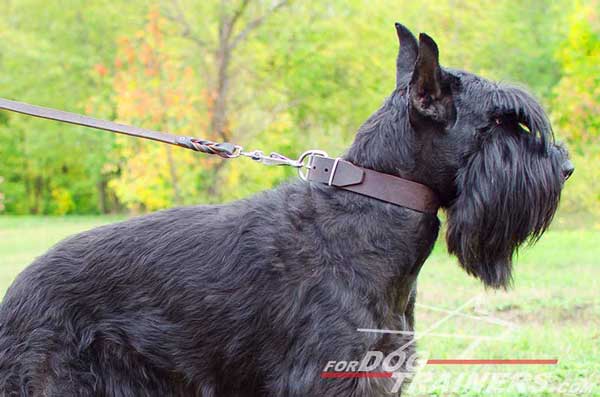 Brown Leather Collar with Buckle