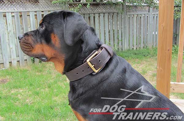 Brown collar for training / walking Rottweiler