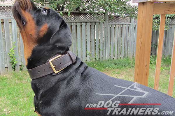 Rottweiler dog collar with traditional buckle