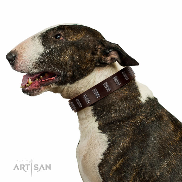 Extraordinary walking brown leather Bull Terrier collar with chic decorations