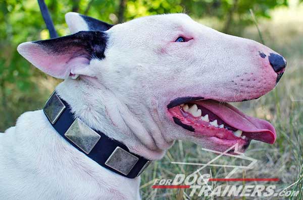 Wide Leather Bull Terrier Collar