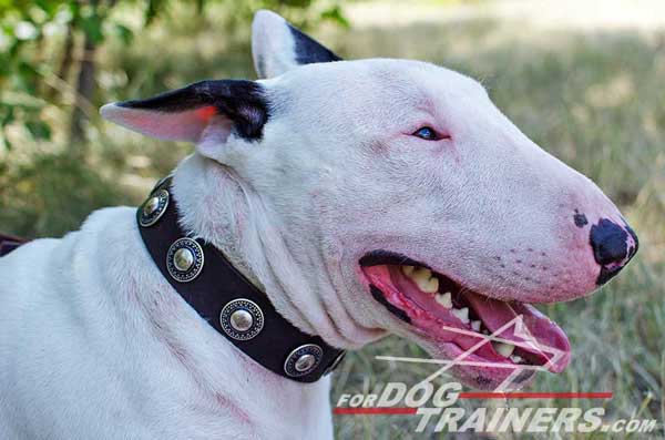 Decorated Leather Bull Terrier Collar