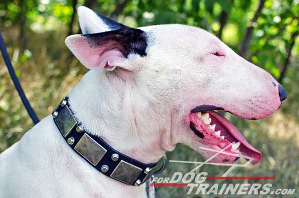 Leather Bull Terrier Collar Nickel Pyramids