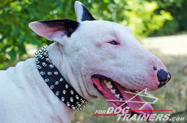  Leather Bull Terrier Collar with Nickel Spikes