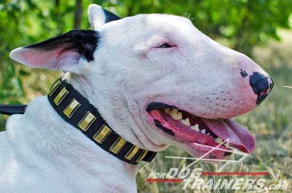 Stylish Leather Bull Terrier Collar Shiny Brass Plates Decor