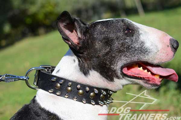 Studded Bull Terrier Collar Leather Decoration