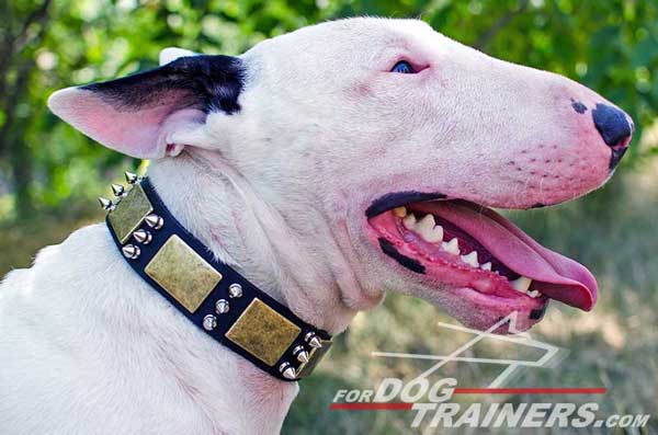 Adjustable Leather Bull Terrier Collar