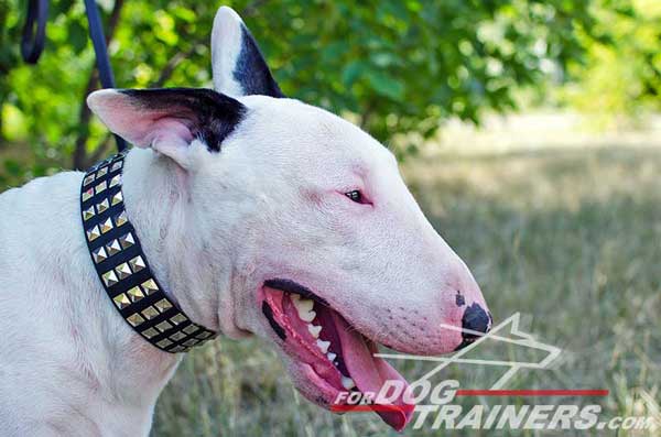 Training Designer Leather Bull Terrier Collar