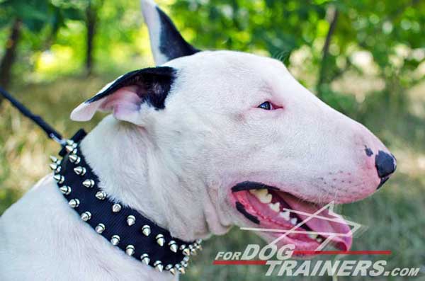 Training Nylon Bull Terrier Collar with spikes