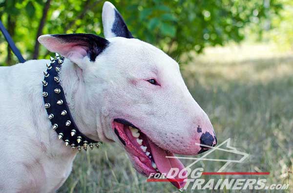 Training Leather Bull Terrier Collar with spikes