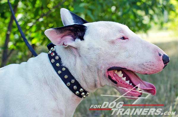Bull Terrier Collar Leather Studded Dog Supply
