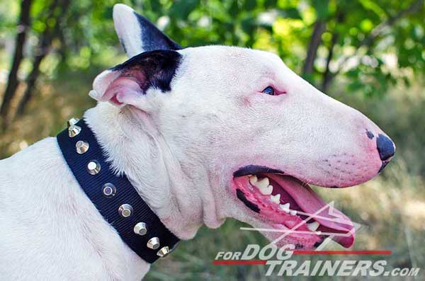 Bull Terrier Nylon Dog Collar Decorated