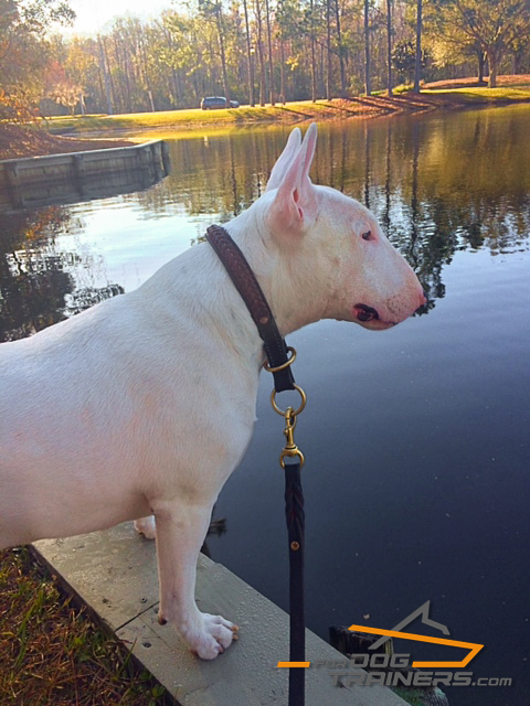 Leather Choke English Bullterrier Collar - Braided Design