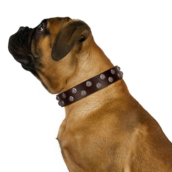 Dependable walking brown leather Bullmastiff collar of premium quality