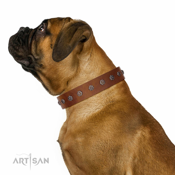 Extraordinary walking tan leather Bullmastiff collar with chic decorations