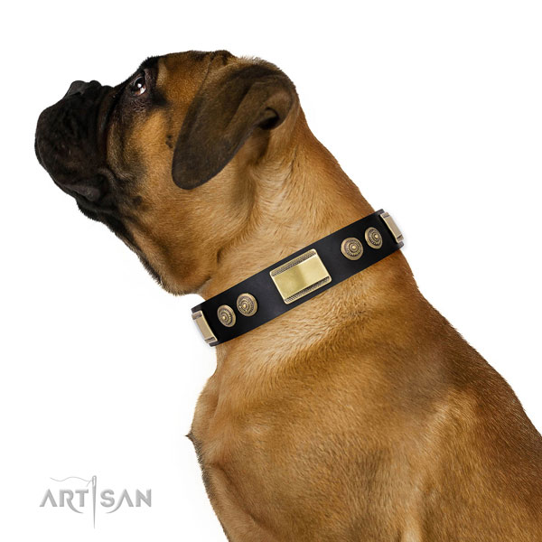 Bullmastiff comfortable wearing dog collar of exquisite quality genuine leather