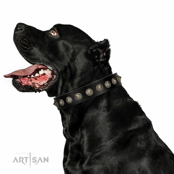 Walking top-notch quality walking leather Cane Corso collar