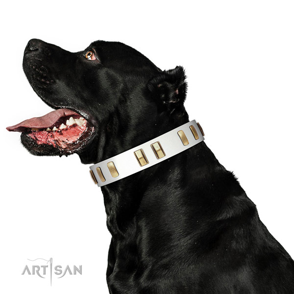 Adorned with goldish adornment leather Cane Corso collar for elegant look